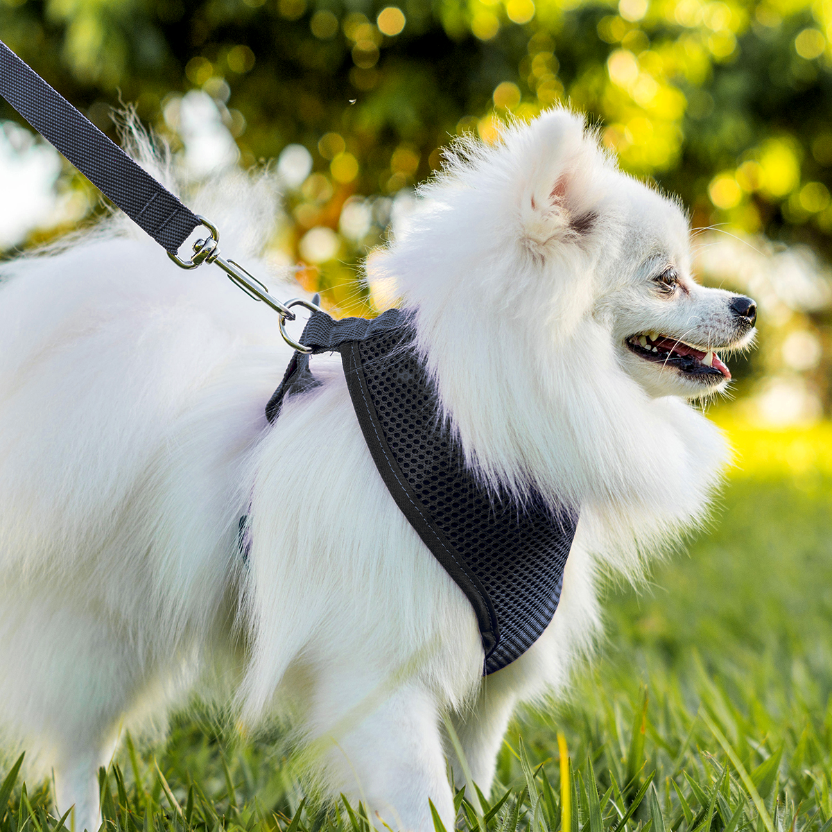 Peitoral para Cachorros Air Flow Ajustável - Pure Black