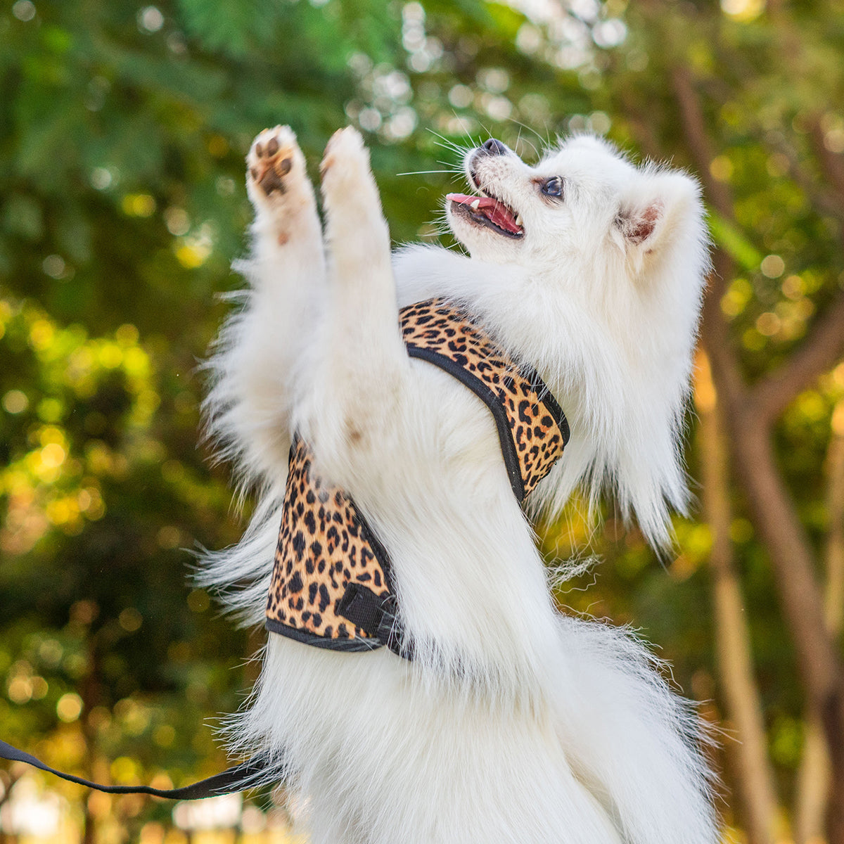 Peitoral para Cachorros Ajustável - Soft Leopard