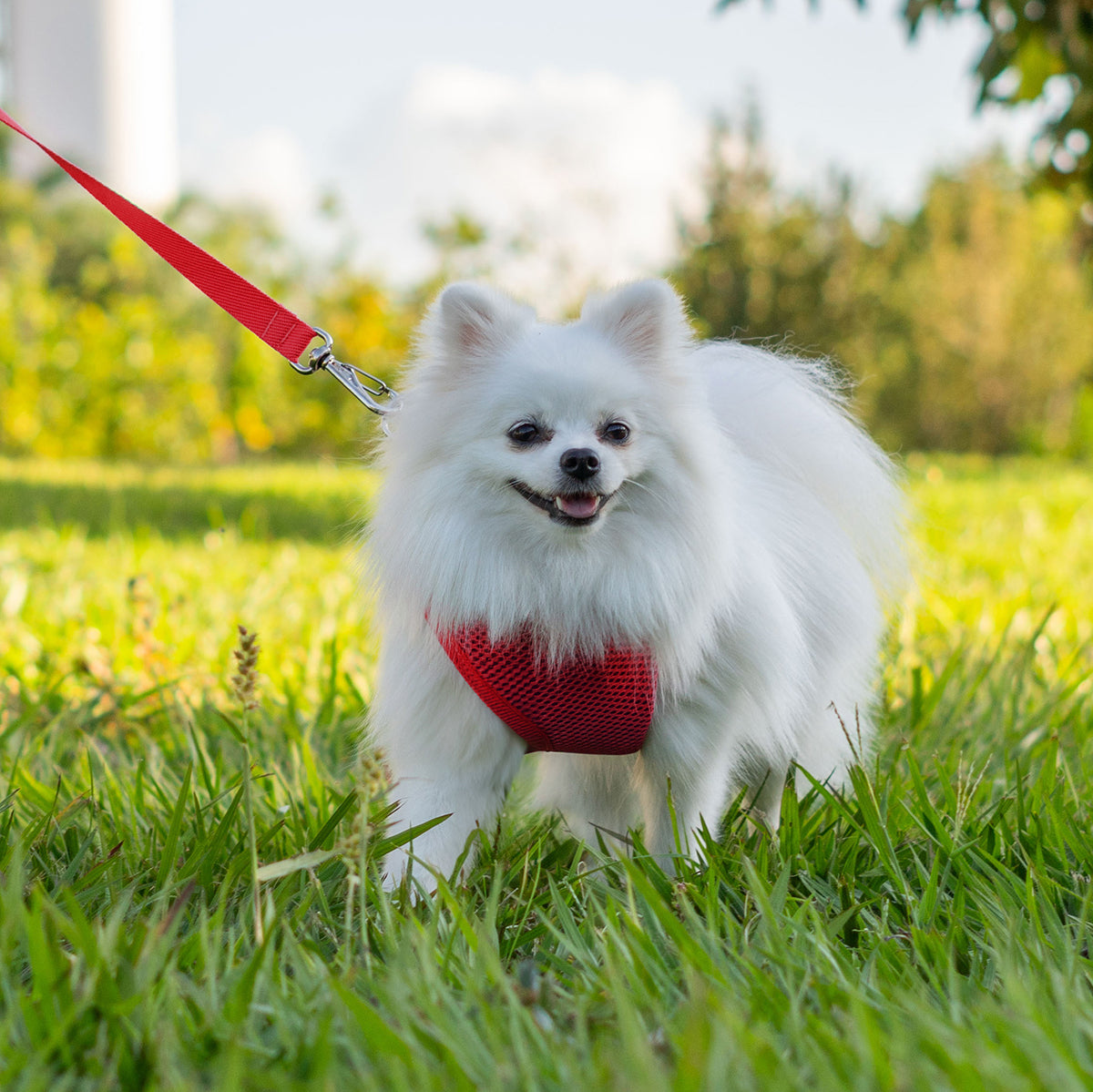 Peitoral para Cachorros Air Flow Ajustável - Pure Red