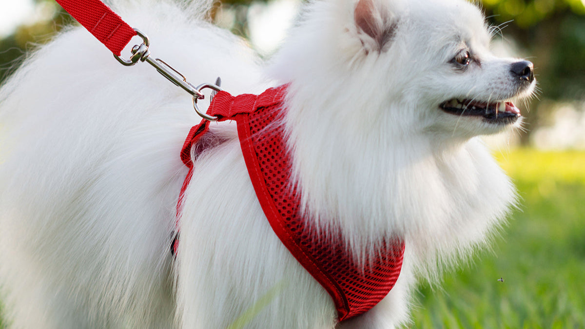 Peitoral para Cachorros Air Flow Ajustável - Pure Red